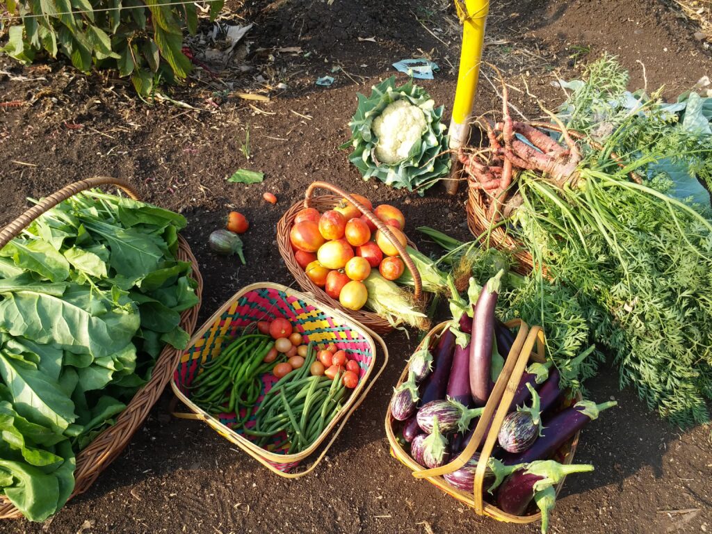 Farm fresh vegetables delivered in Pune