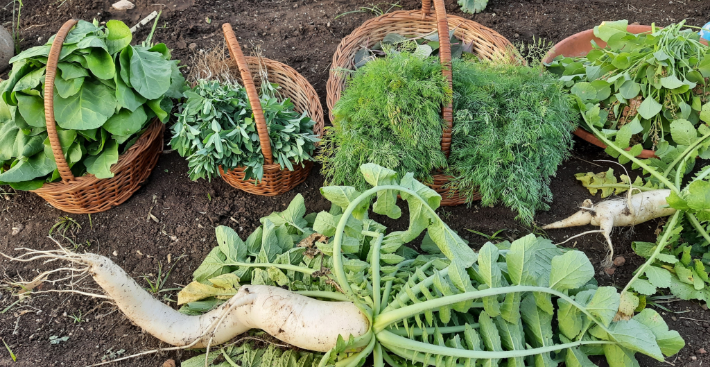 Organic vegetables home delivery Pune