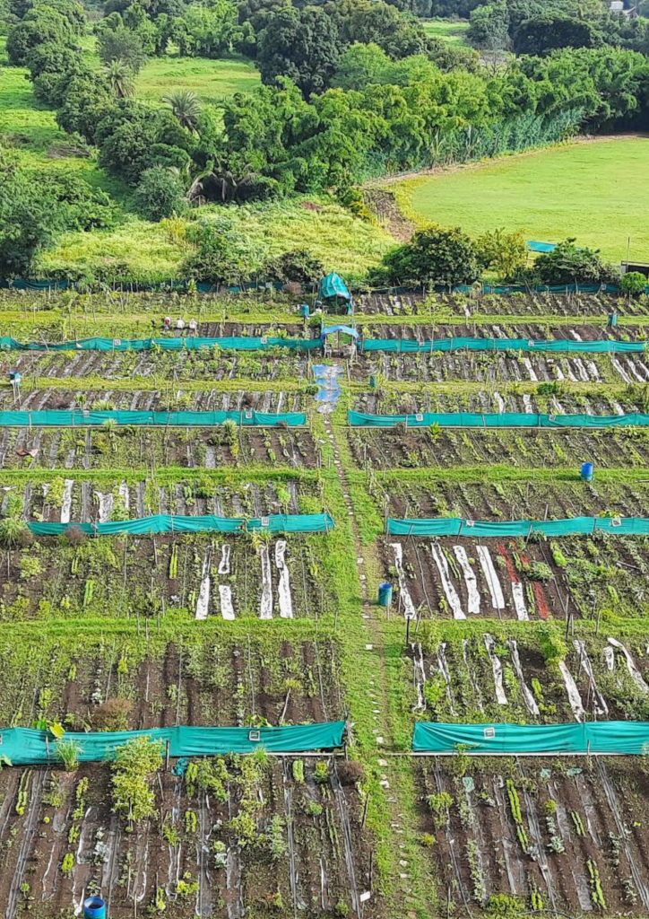 Grow Your Own Vegetables Harvest in Mrudgandh Farm’s Green 1.6-Acre
